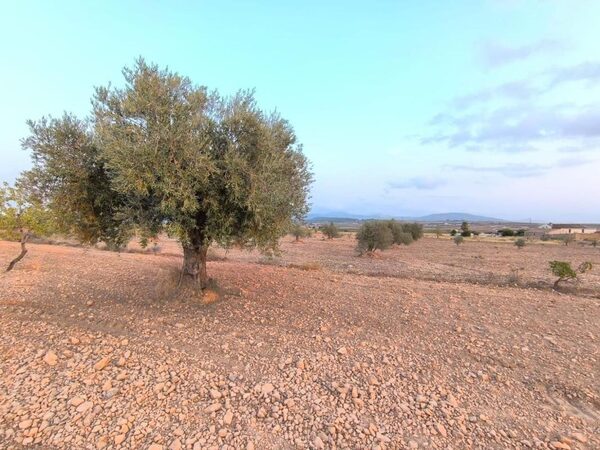 Land in Pinoso, Spain - image 5