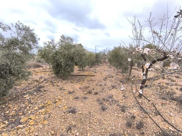 Houses in La Romana, Spain, 72m² - image 14