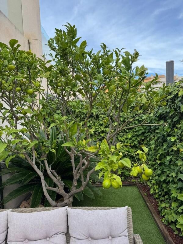 Dom szeregowy z 3 sypialniami, 127m² w Torrevieja, Hiszpania [ID: 0152-534250]